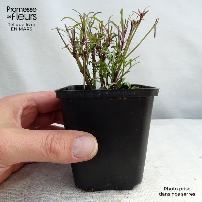 Coreopsis verticillata Bengal Tiger - Coréopsis verticillé Godet de 9cm sample as delivered in spring