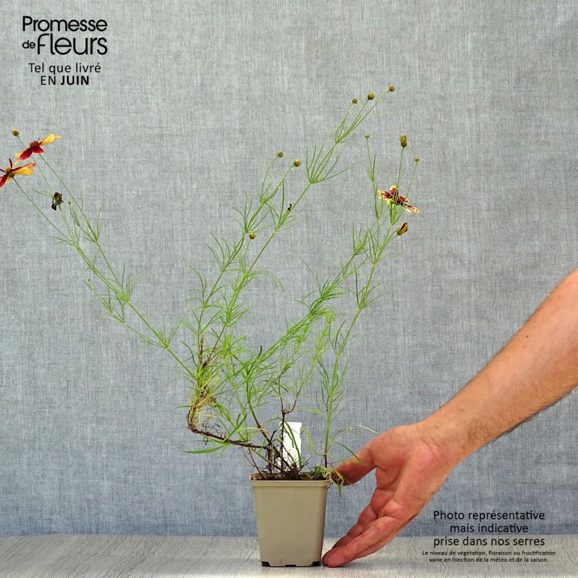 Coreopsis verticillata Route 66 - Tickseed 8/9 cm pot sample as delivered in summer