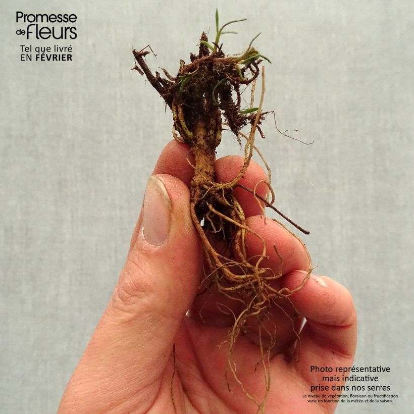 Coreopsis verticillata Curry Up Bare root sample as delivered in winter