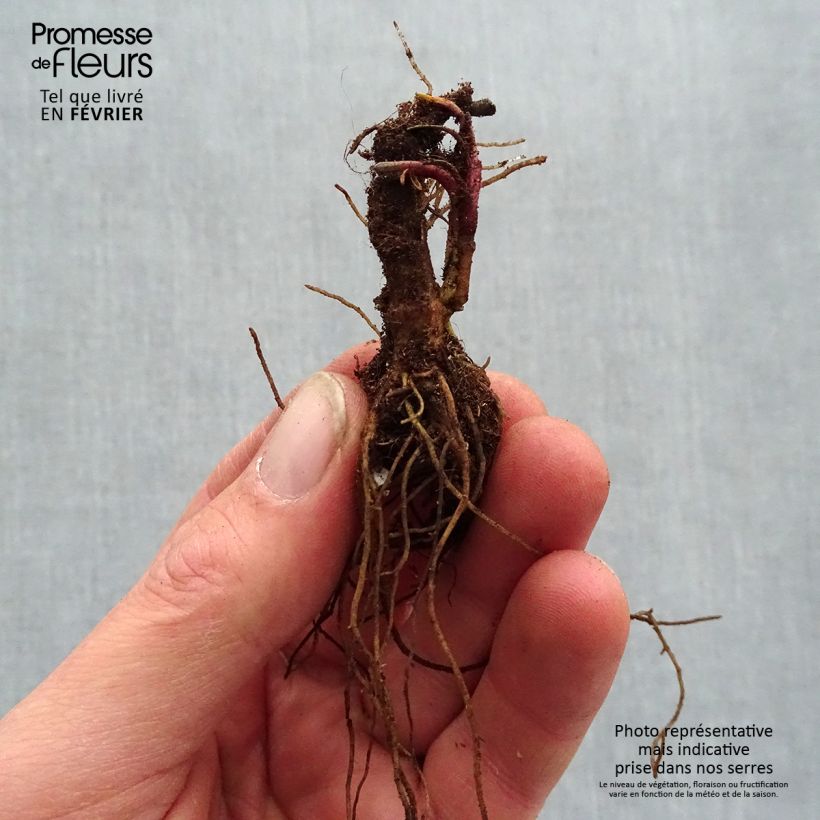 Coreopsis verticilla Sassy Saffron Bare root sample as delivered in winter