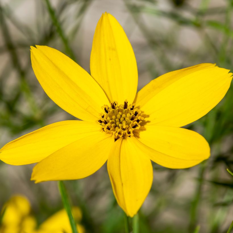 Coreopsis verticillata Zagreb (Flowering)