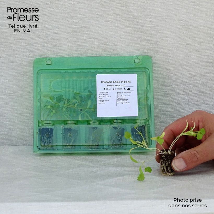 Coriander Eagle plants - Coriandrum sativum Plug plant 1.5/2.5 cm sample as delivered in spring