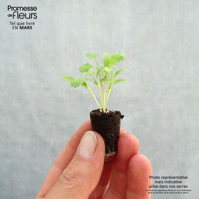 Organic Coriander 'Small Seeds' plugs- Coriandrum sativum Plug plant 1.5/2.5 cm sample as delivered in spring