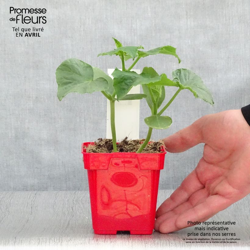 Cucumber Ceto - Cucumis sativus 10cm/11cm pot sample as delivered in spring