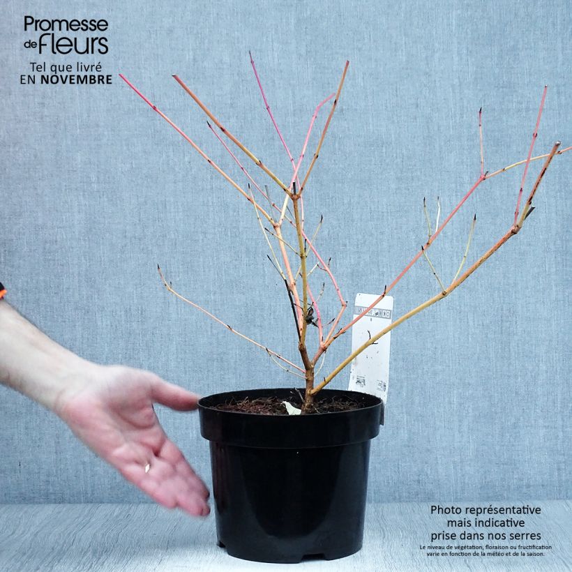 Cornus sanguinea Annys Winter Orange - Common Dogwood 2L/3L pot sample as delivered in autumn