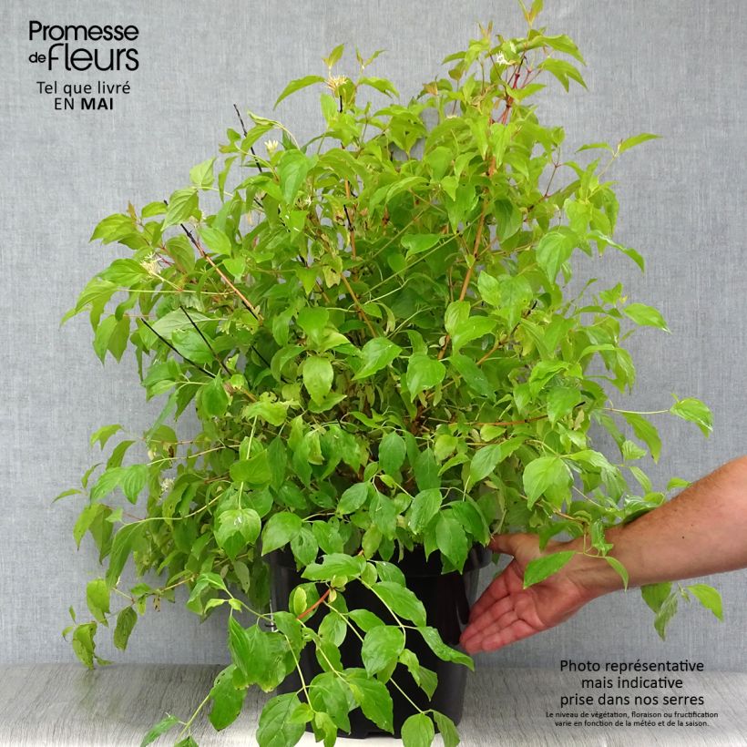 Cornus sanguinea Annys Winter Orange - Common Dogwood 7.5L/10L potShipped height around 50/60cm sample as delivered in spring