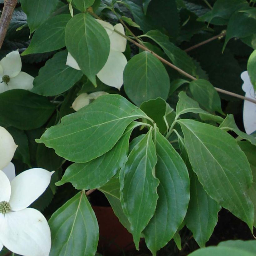 Cornus nuttalii Eddies White Wonder - Flowering Dogwood (Foliage)