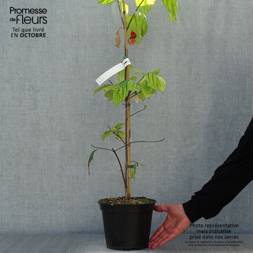 Cornus nuttalii Eddies White Wonder - Flowering Dogwood 4L/5L pot sample as delivered in autumn