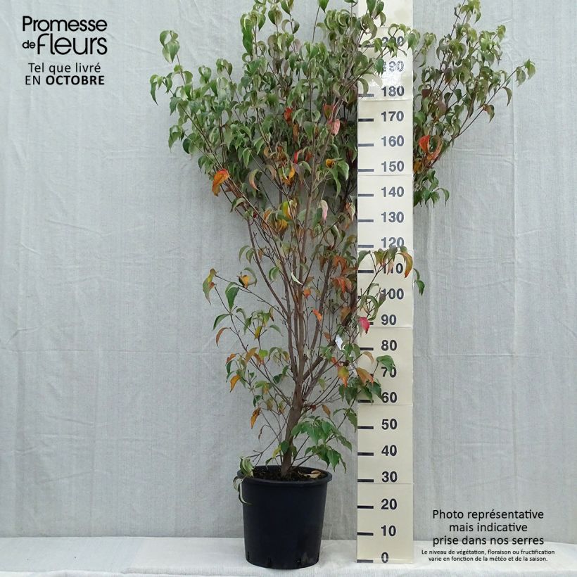 Cornus kousa Milky Way - Flowering Dogwood 18L/20L pot sample as delivered in autumn