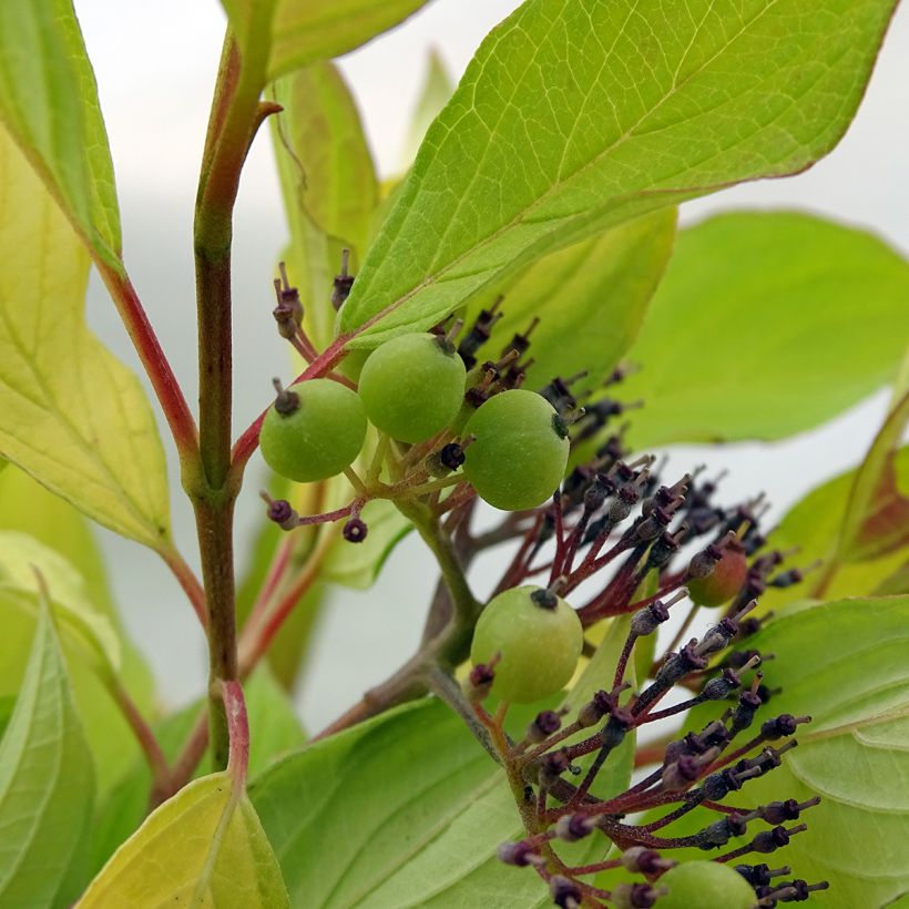 Cornus alba Aurea - White Dogwood (Harvest)