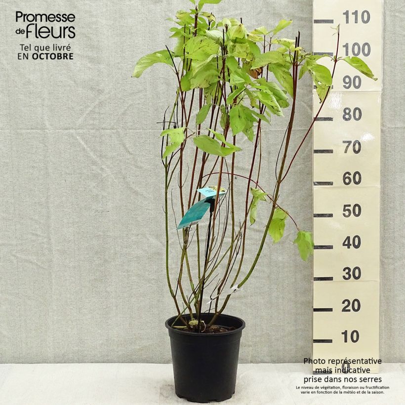 Cornus alba Aurea - White Dogwood 7.5L/10L pot sample as delivered in autumn