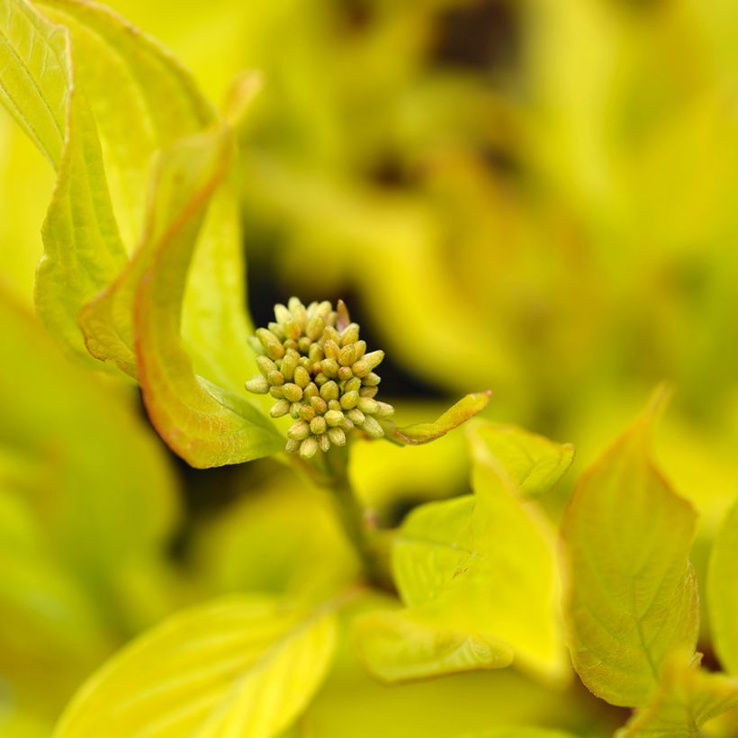Cornus alba Aurea - White Dogwood (Foliage)