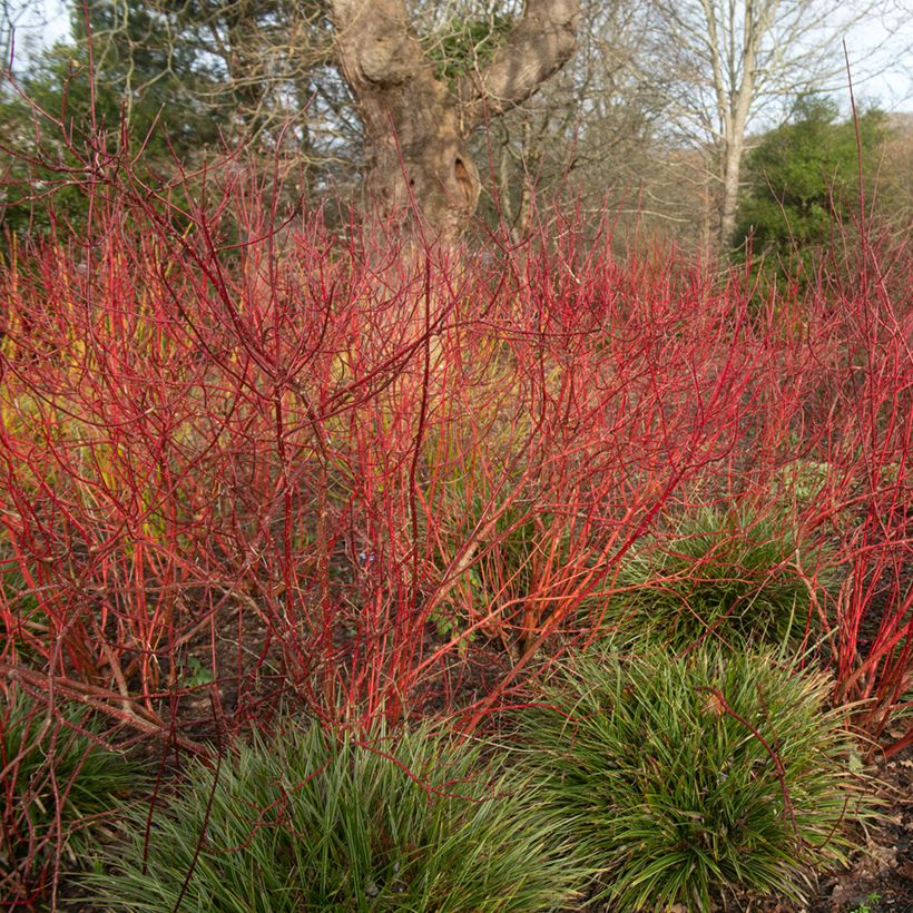 Cornus alba Baton Rouge - Red Dogwood (Plant habit)