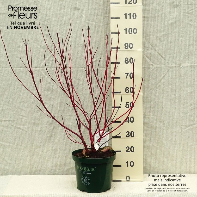 Cornus alba Baton Rouge - Red Dogwood 4L/5L pot sample as delivered in autumn