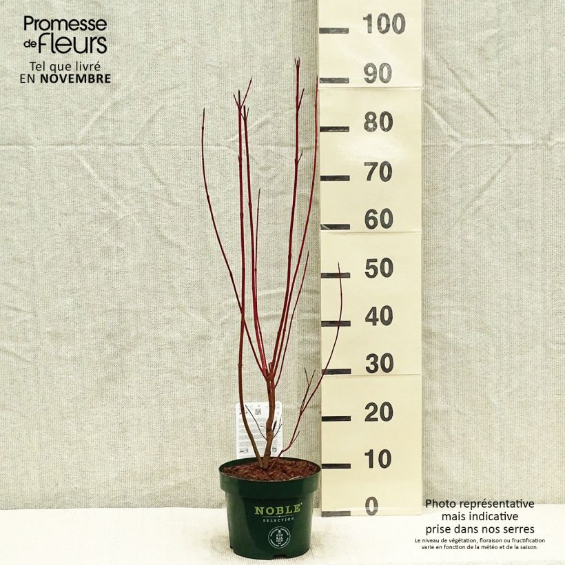 Cornus alba Baton Rouge - Red Dogwood 2L/3L pot sample as delivered in autumn