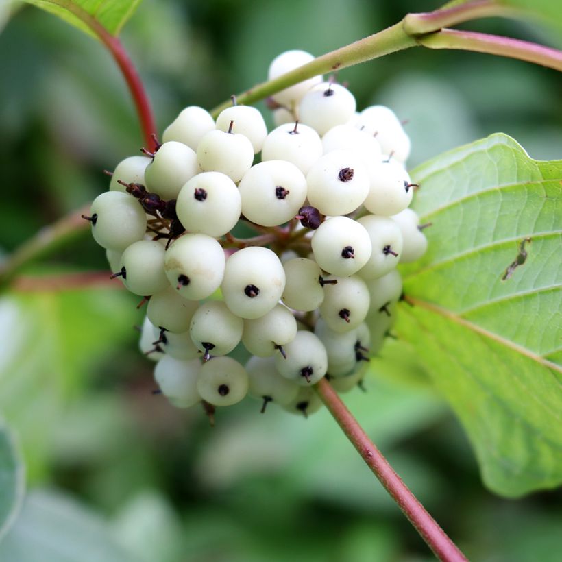 Cornus alba (Harvest)