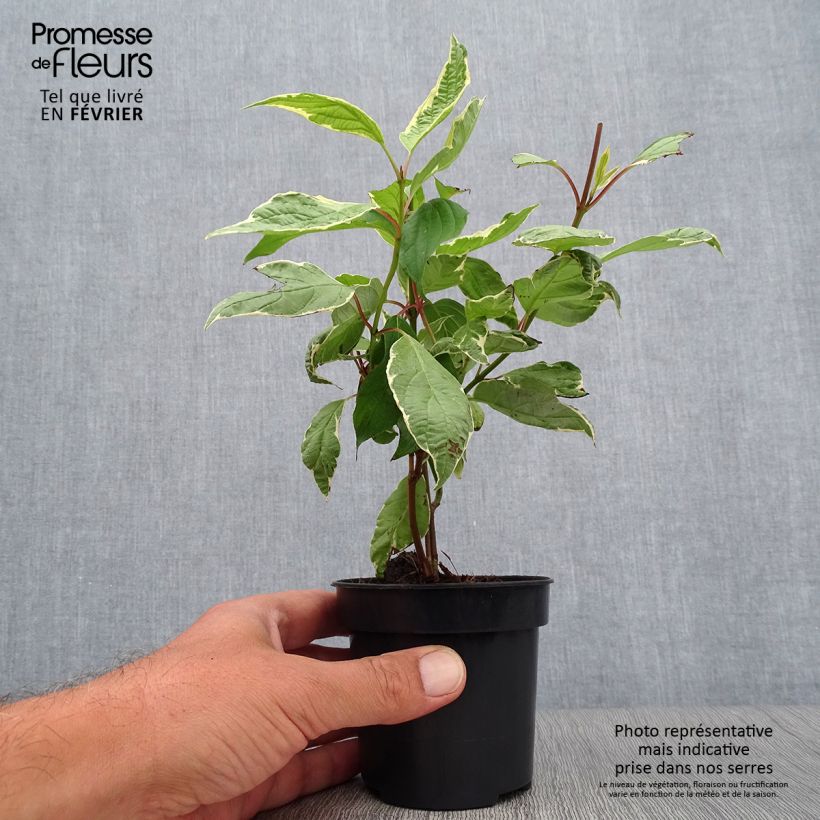 Cornus alba Cream Cracker - White Dogwood 10cm/11cm potShipped height around 15/20cm sample as delivered in autumn