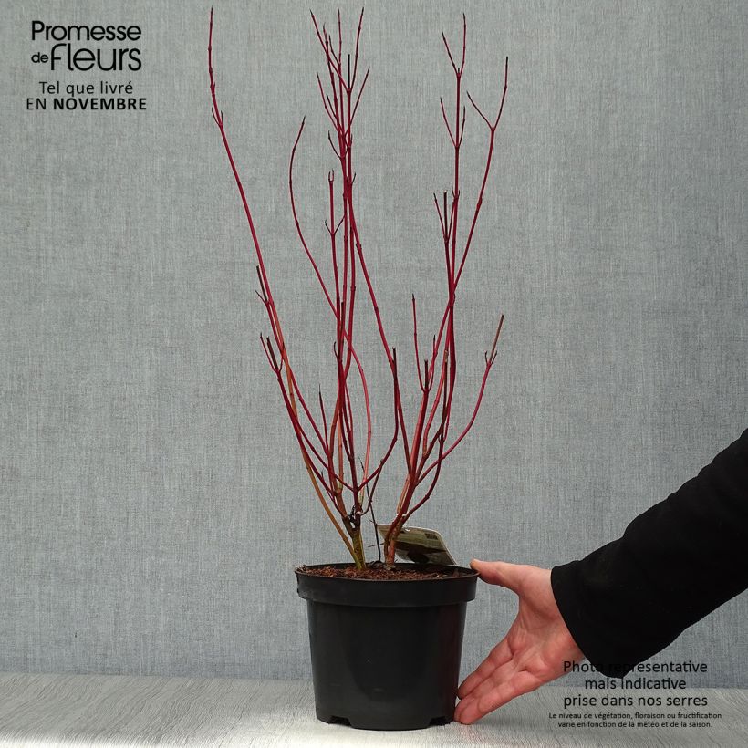 Cornus alba Elegantissima - White Dogwood 2L/3L pot sample as delivered in autumn