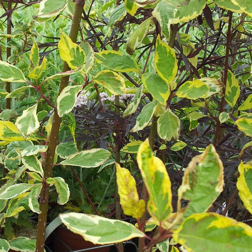 Cornus alba Gouchaultii - White Dogwood (Foliage)