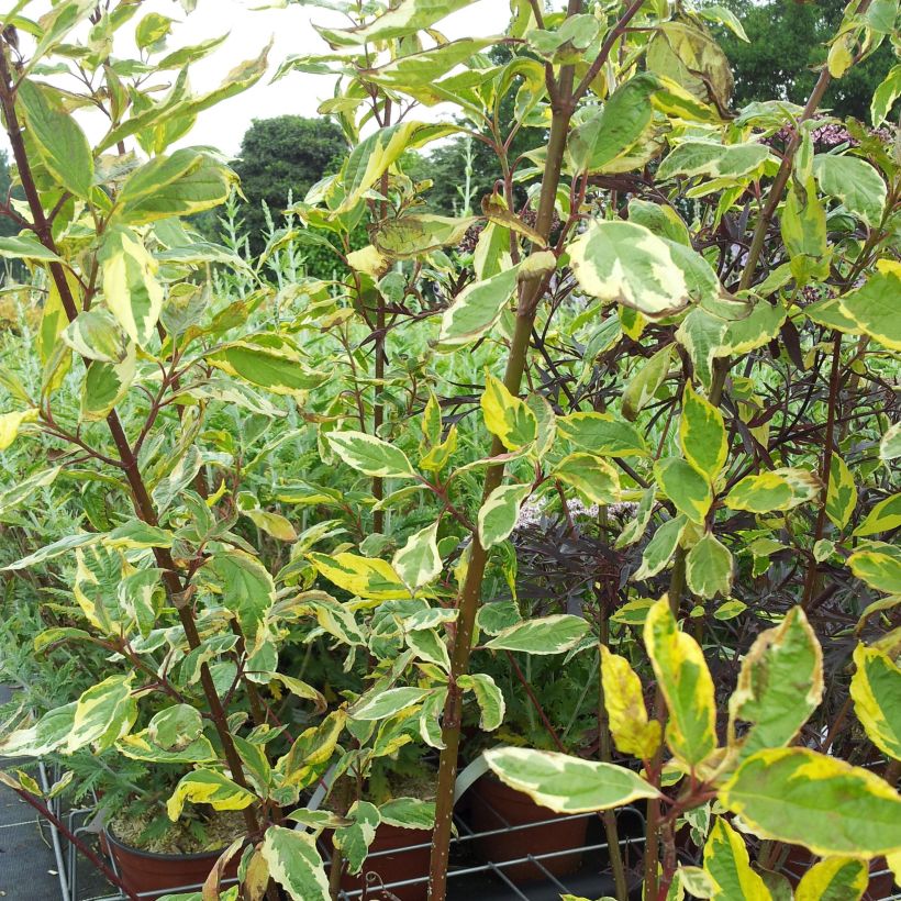 Cornus alba Gouchaultii - White Dogwood (Plant habit)