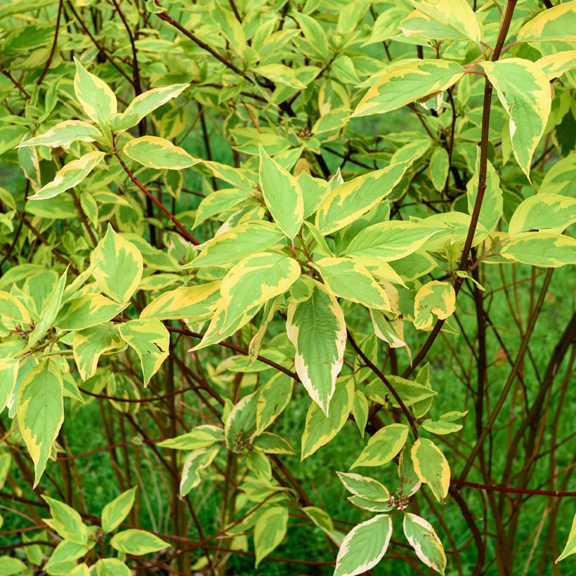 Cornus alba Gouchaultii - White Dogwood (Foliage)