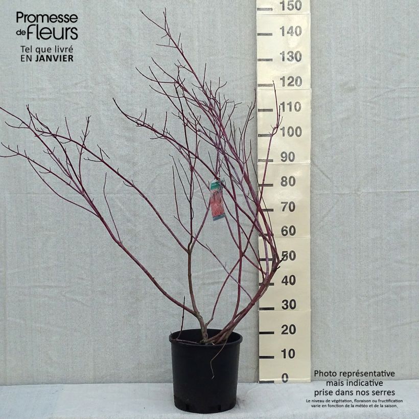 Cornus alba Gouchaultii - White Dogwood 7.5L/10L pot sample as delivered in winter