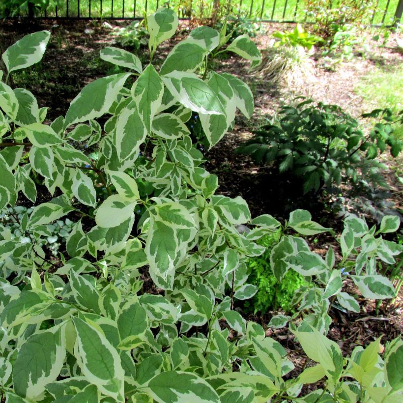 Cornus alba Ivory Halo - White Dogwood (Foliage)