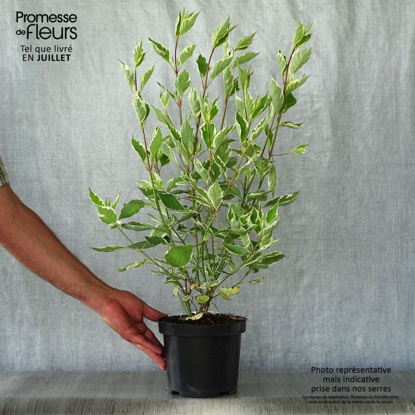 Cornus alba Ivory Halo - White Dogwood 3L/4L pot sample as delivered in summer
