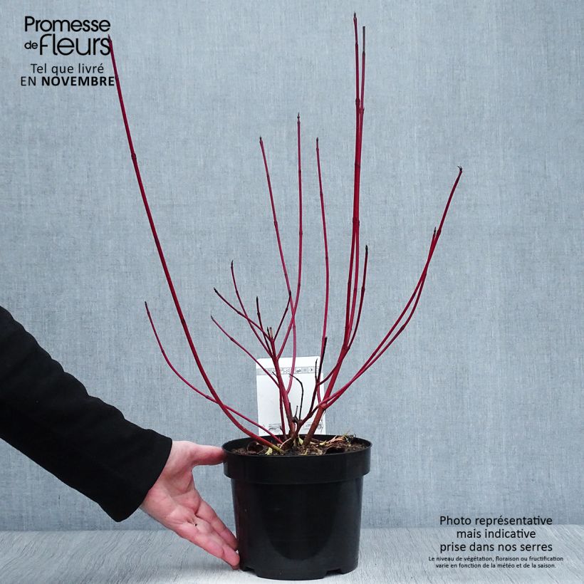 Cornus alba Siberian Pearls - White Dogwood 3L/4L pot sample as delivered in autumn