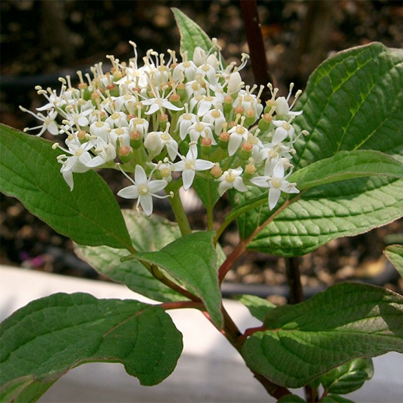 Cornus alba Sibirica - White Dogwood (Flowering)