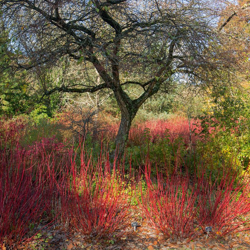 Cornus alba Sibirica - White Dogwood (Plant habit)