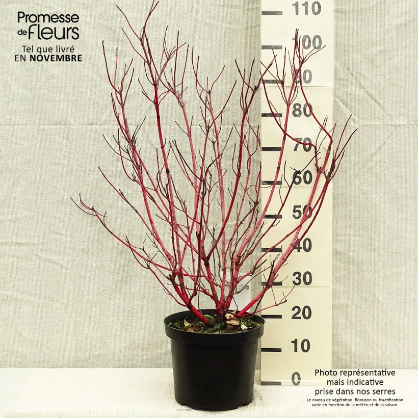 Cornus alba Sibirica - White Dogwood 6L/7L pot sample as delivered in autumn