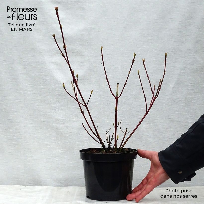 Cornus alba Sibirica Variegata - Variegated Dogwood 2L/3L potShipped height around 40/50cm sample as delivered in spring