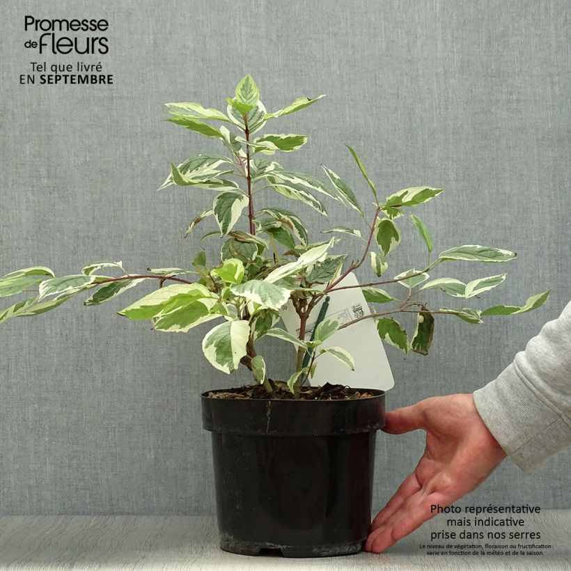 Cornus alba Sibirica Variegata - Variegated Dogwood 2L/3L pot sample as delivered in autumn