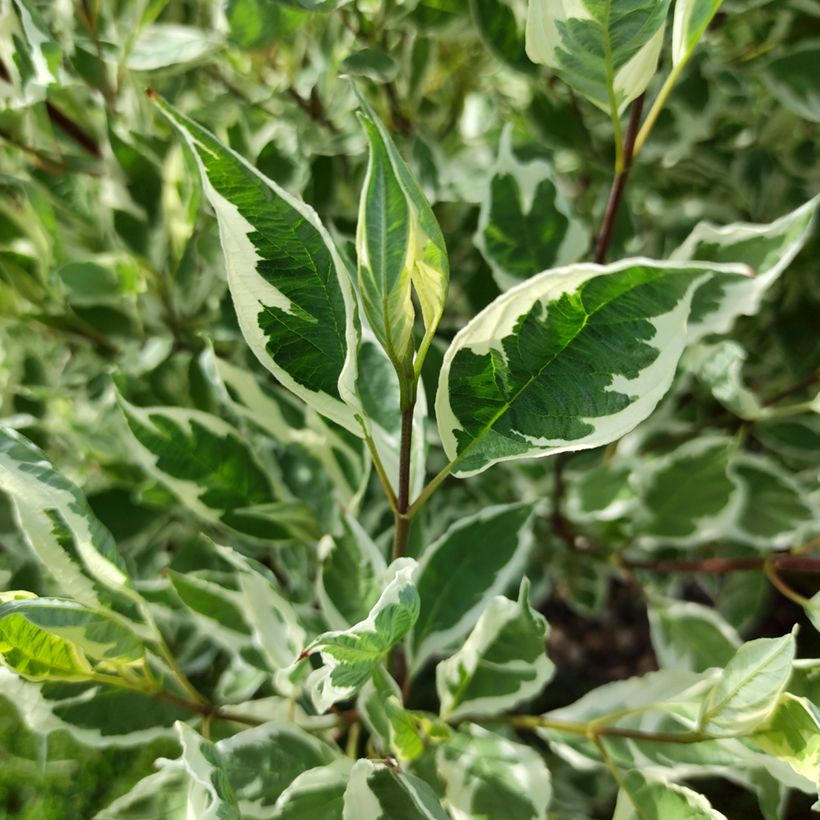 Cornus alba Sibirica Variegata - Variegated Dogwood (Foliage)