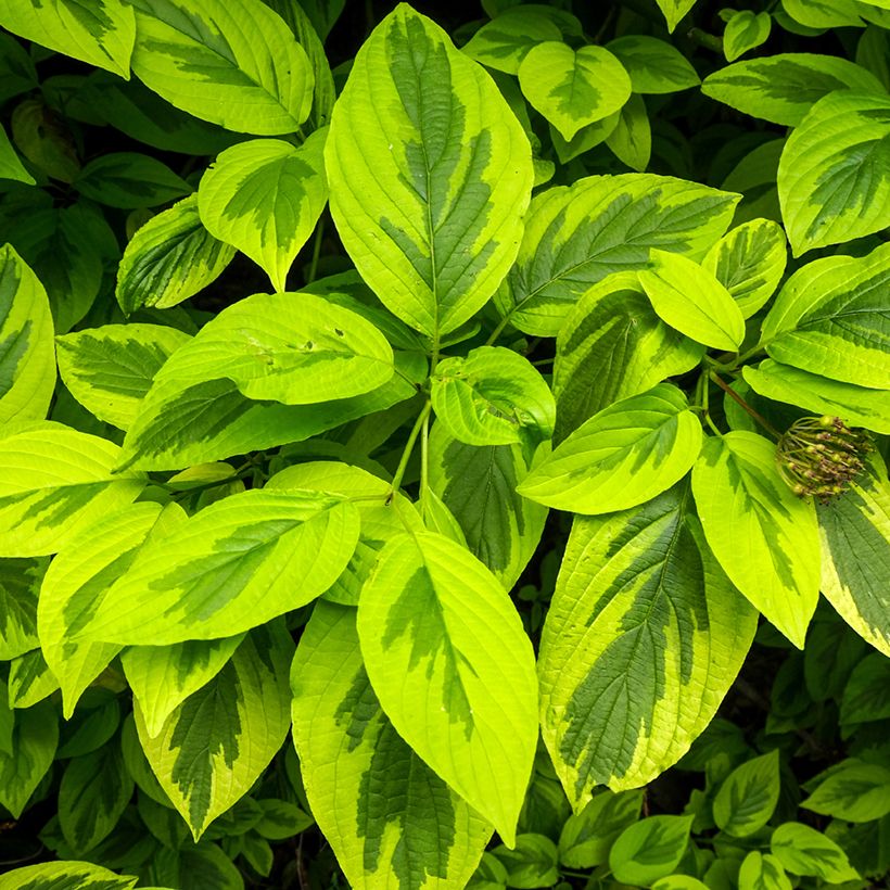 Cornus alba Spaethii - White Dogwood (Foliage)
