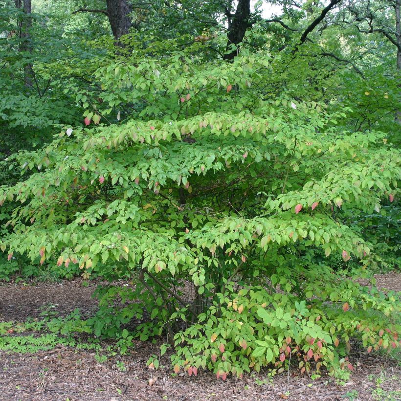 Cornus alternifolia - Pagoda Dogwood (Plant habit)