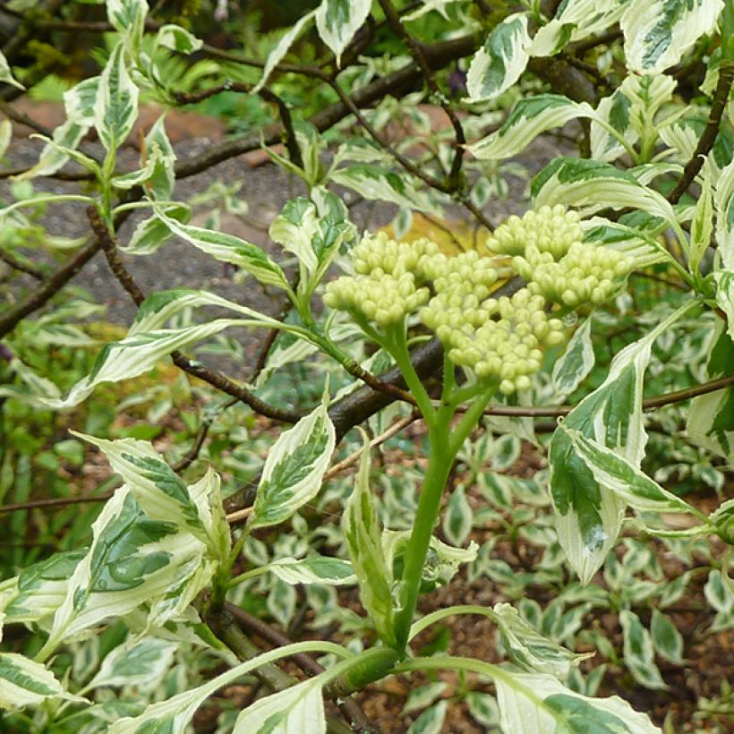 Cornus alternifolia Argentea - Pagoda Dogwood (Flowering)