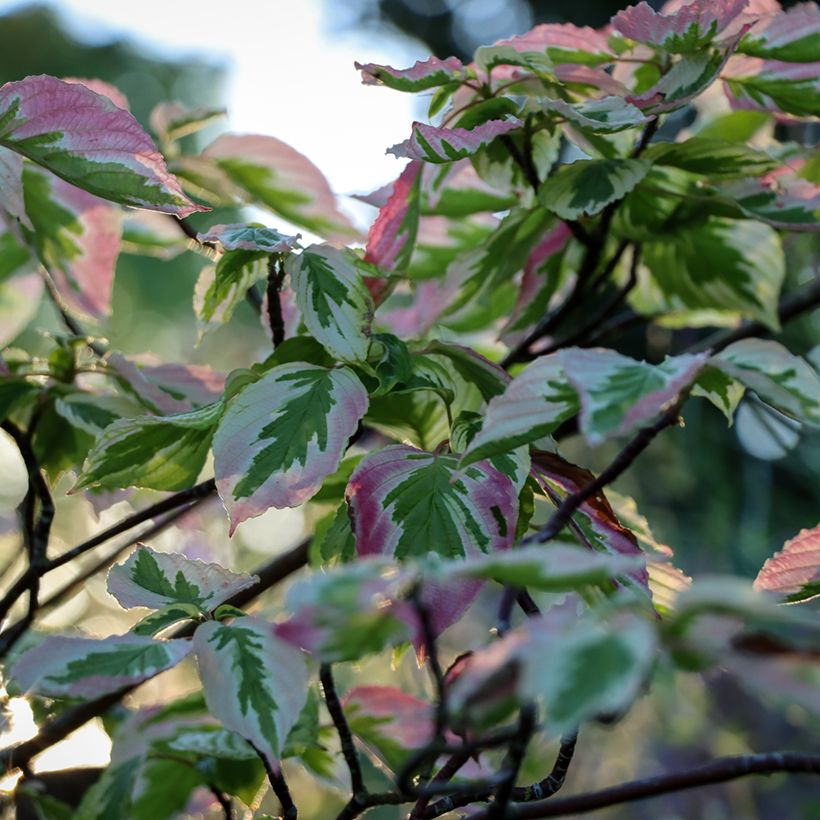 Cornus alternifolia Argentea - Pagoda Dogwood (Foliage)