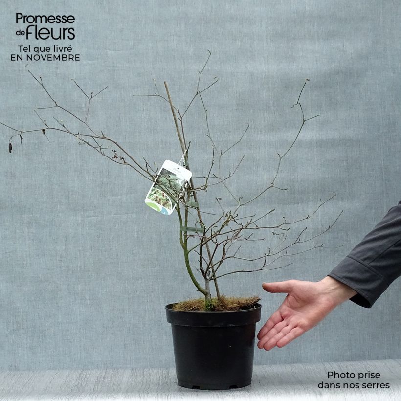 Cornus alternifolia Argentea - Pagoda Dogwood 3L/4L pot sample as delivered in autumn