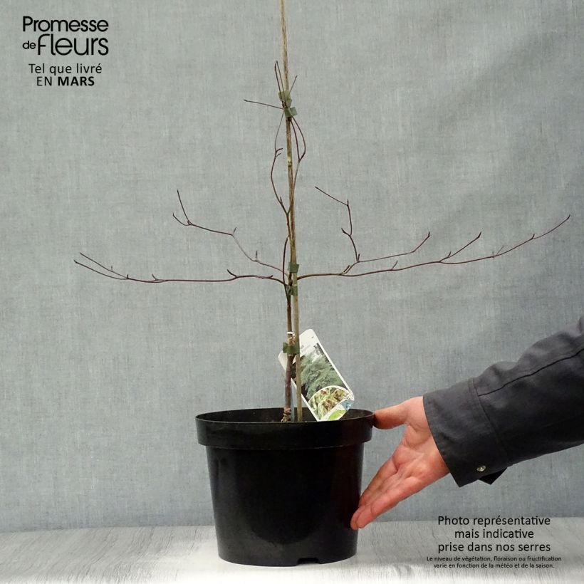 Cornus alternifolia Argentea - Pagoda Dogwood 3L/4L potShipped height around 40cm sample as delivered in spring