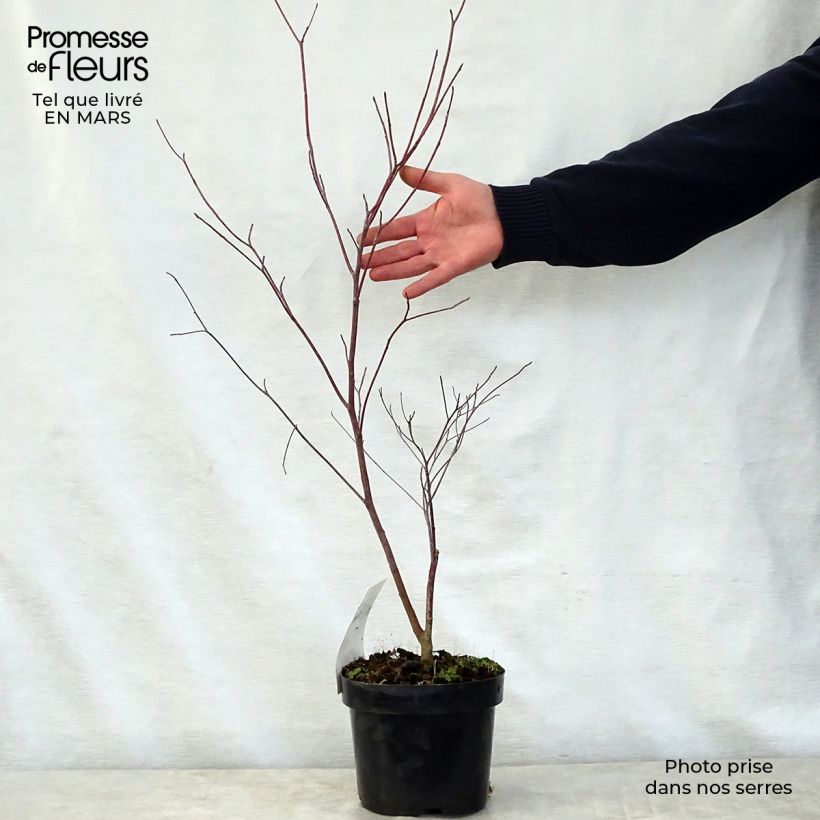 Cornus alternifolia - Pagoda Dogwood sample as delivered in spring