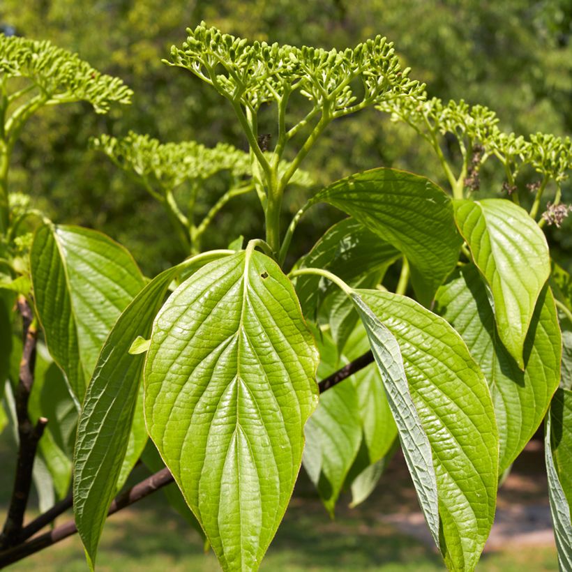 Cornus alternifolia - Pagoda Dogwood (Foliage)