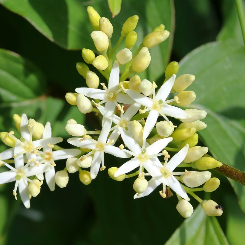 Cornus alternifolia - Pagoda Dogwood (Flowering)
