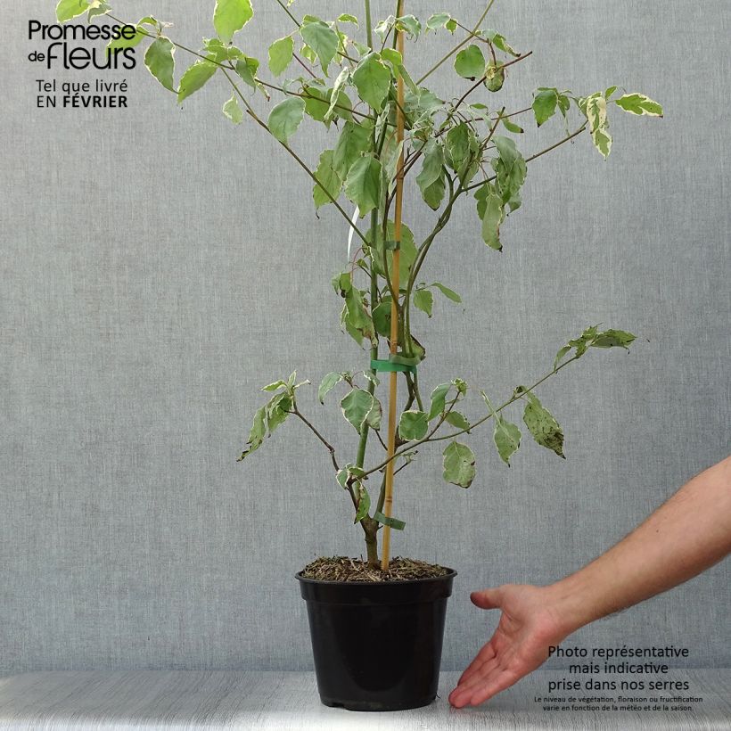 Cornus alternifolia Pinky Spot Minpinky - Pagoda Dogwood 4L/5L pot sample as delivered in autumn