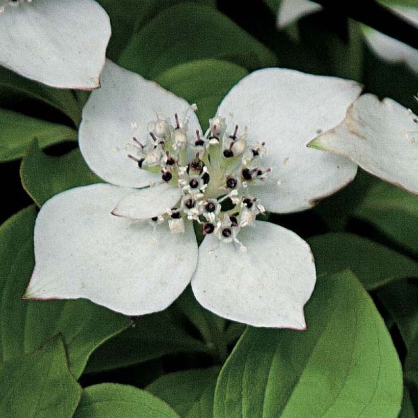 Cornus canadensis - Flowering Dogwood (Flowering)