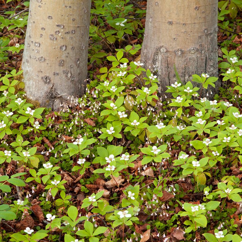 Cornus canadensis - Flowering Dogwood (Plant habit)