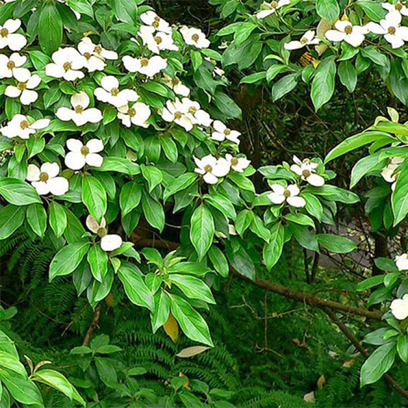Cornus capitata - Flowering Dogwood (Foliage)