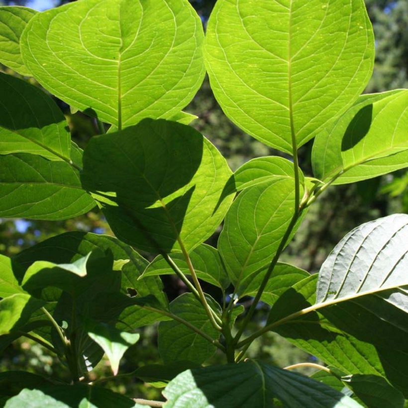 Cornus controversa - Giant Dogwood (Foliage)