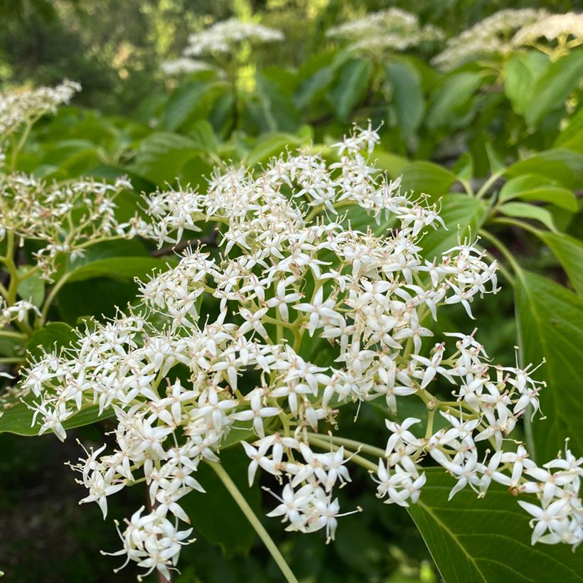 Cornus controversa - Giant Dogwood (Flowering)